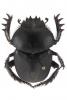 Scarabaeus puncticollis